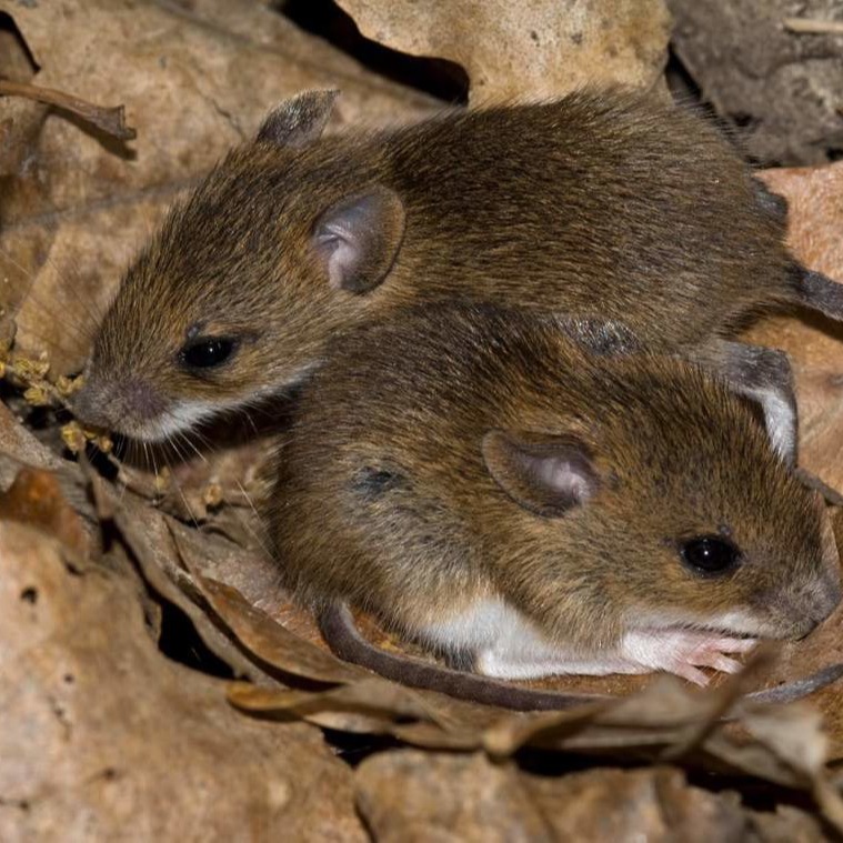 Уничтожения мышей в частном доме в Колпино?