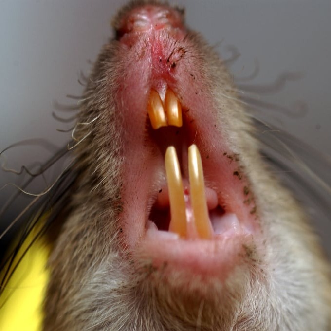 Дератизация крыс в Колпино?